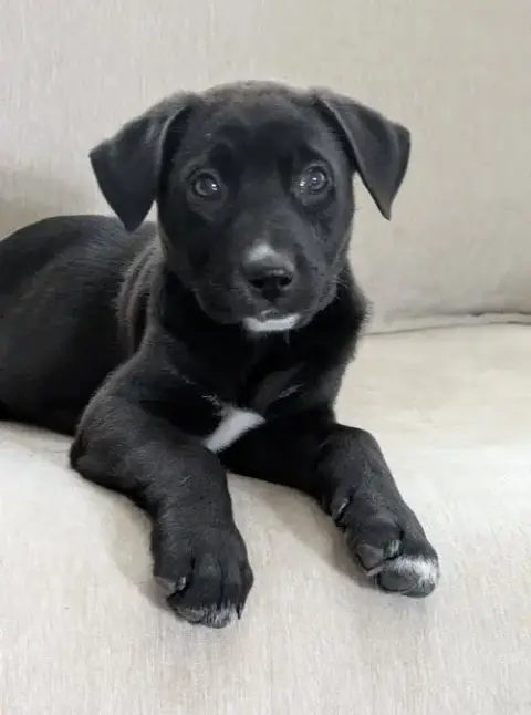 Penelope