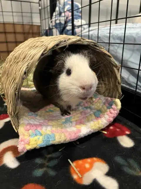 Nacho