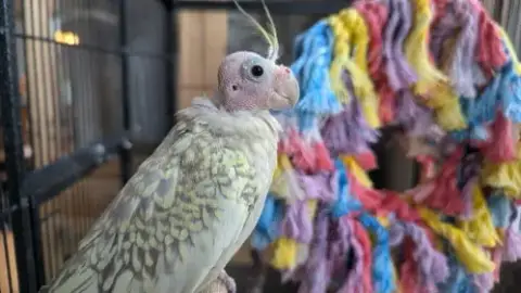 Tweety And Sylvester
