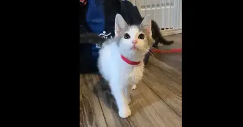 Freddie