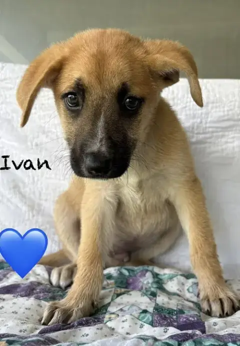 Ivan photo 2