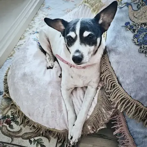 Jax