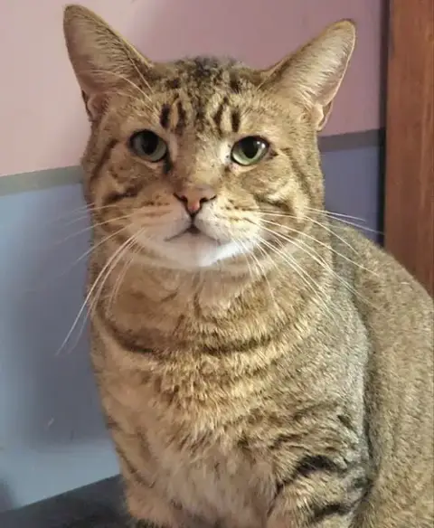 Catsanova photo 2