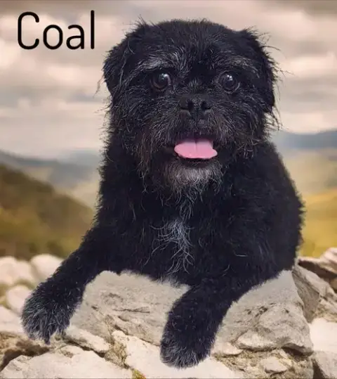 Coal photo 2
