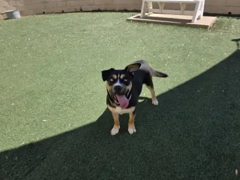 Dior-$75 Adoption Fee! Diamond Dog! photo 4