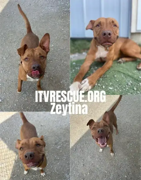 Zeytina photo 3