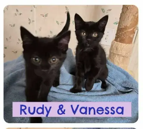 Rudy photo 2