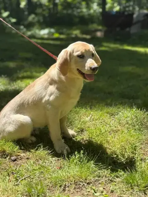 Bella/ Adopted photo 3