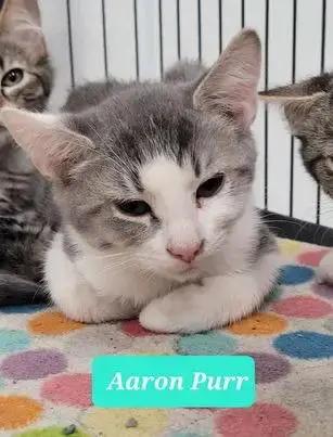 Any Cat photo 3
