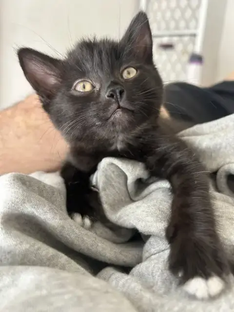 Nori Napa Petco