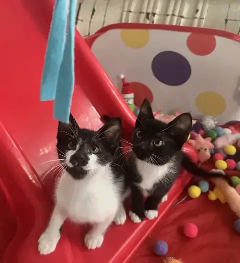 Magic And Daisy