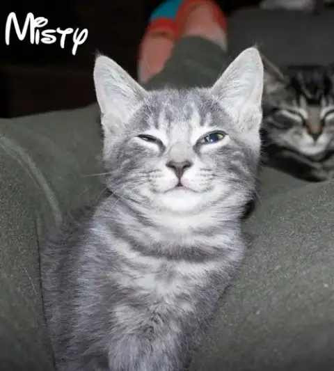Misty photo 2