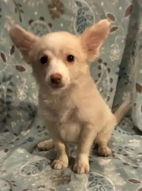 Trixie photo 2