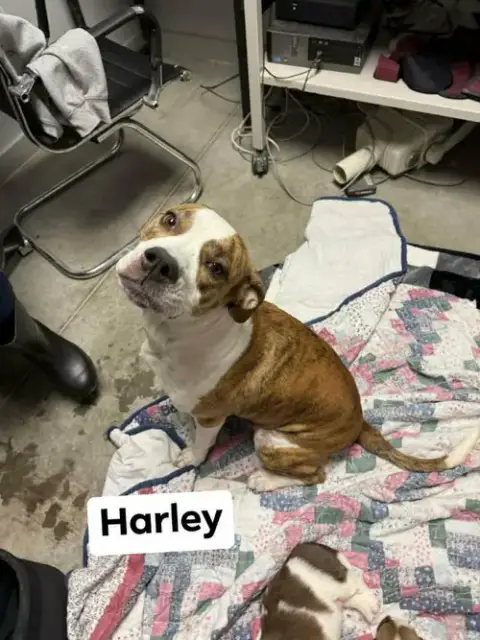 Harley
