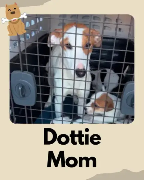 Dottie ~ photo 2