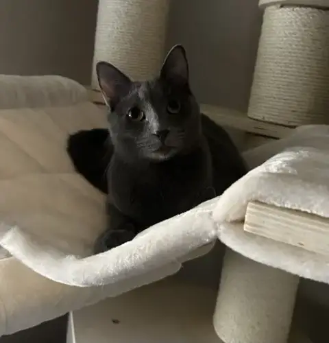 Cayenne