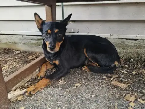 Roxy