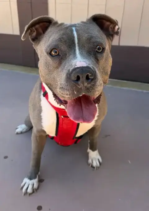 Valentina