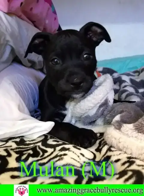 Mulan Aka Sasha photo 2
