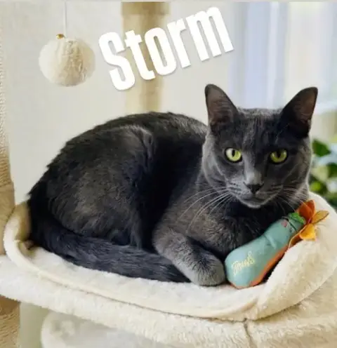 Storm photo 3