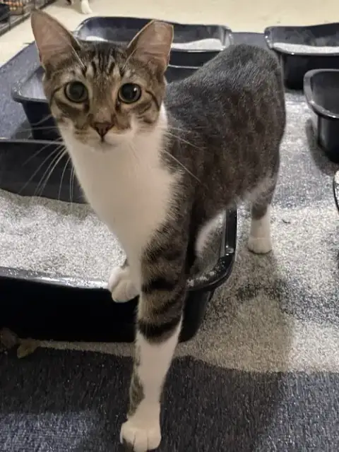 Brutus photo 2