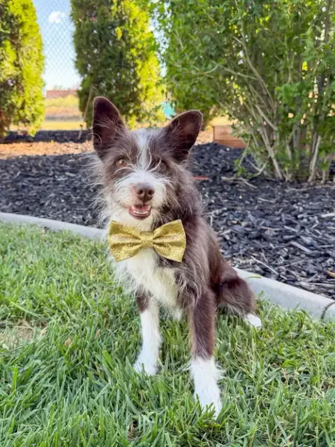 Bilbo Baggins
