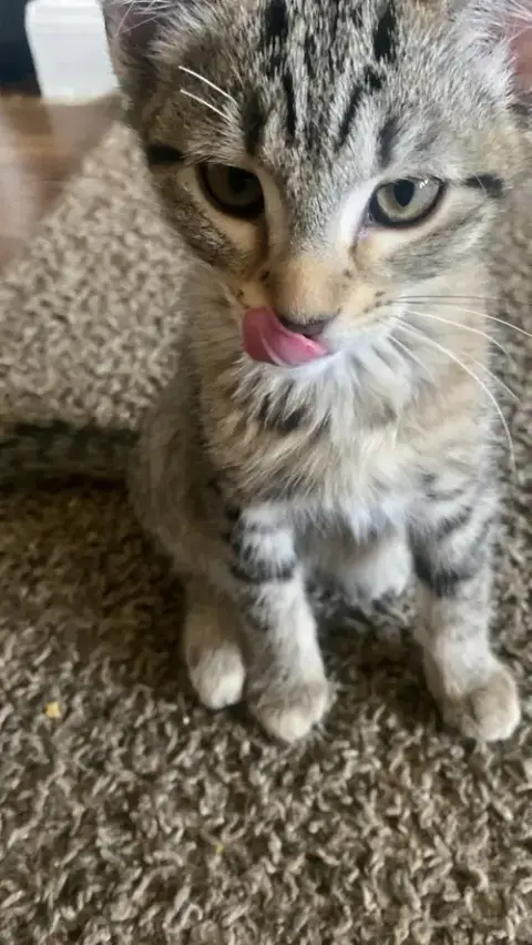 Houston Astros Kittens! photo 2