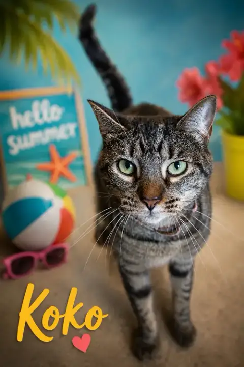 Koko