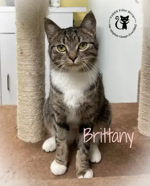 Brittany photo 2