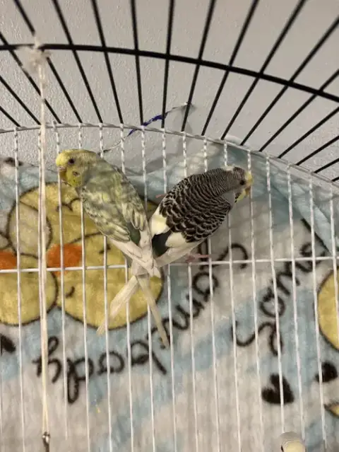 Parakeets photo 5