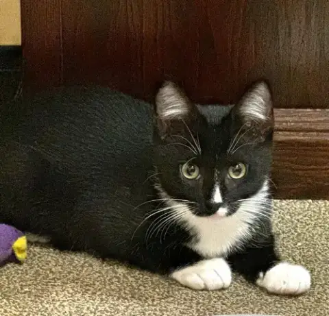 Penguin