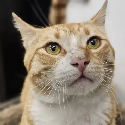 Biscuit
