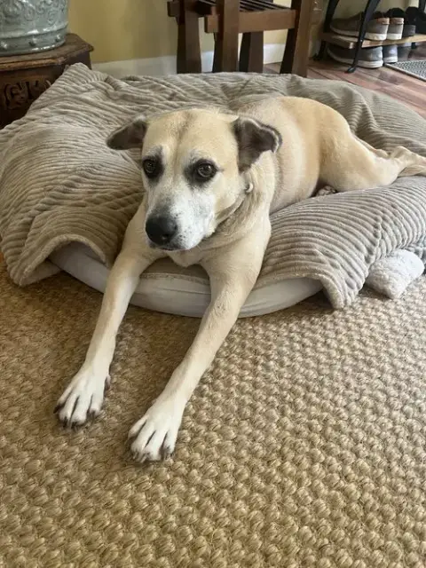 Maggie