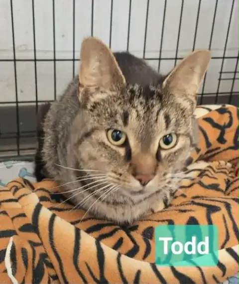 Todd photo 3