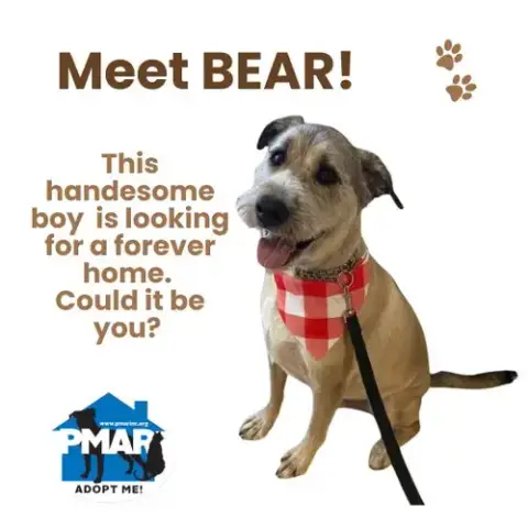 Bear