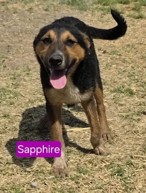 Magical Sapphire photo 3