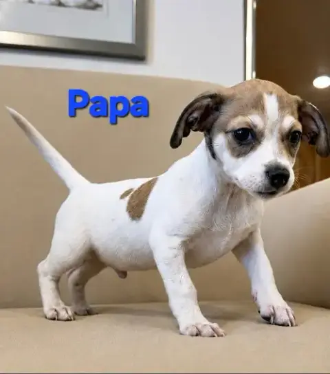 Tiffany Pup -Papa
