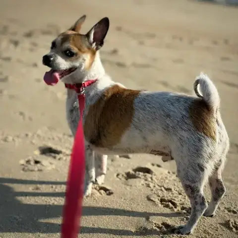 Simba