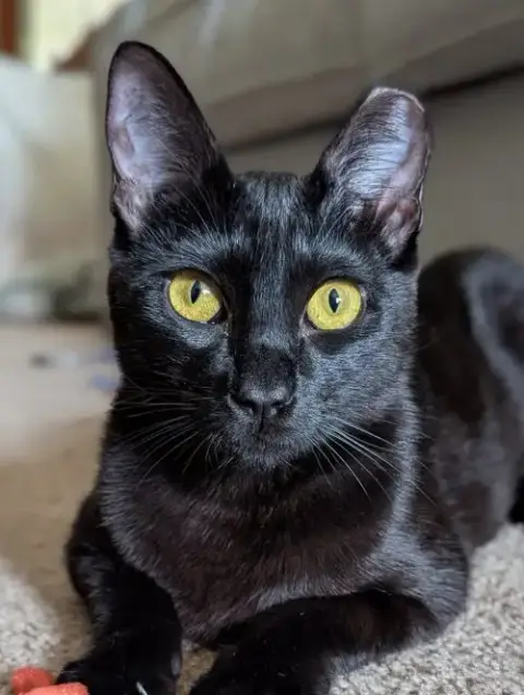 Curiosity