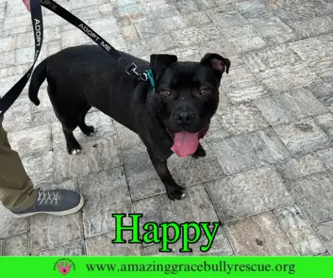 Happy photo 3