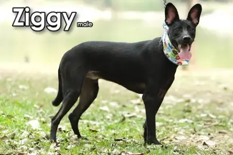 Ziggy From Taiwan photo 4