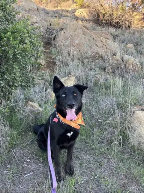 Kira photo 4