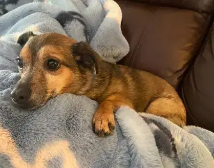 Lil Buddy