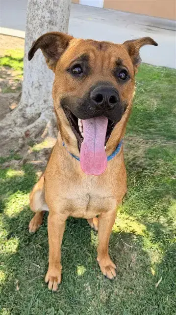 Hank