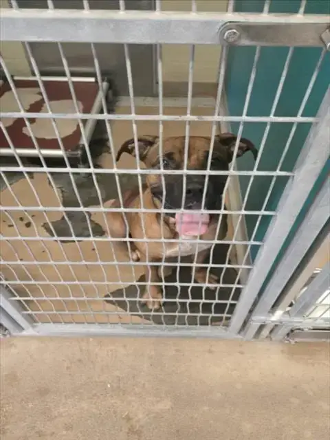 Rambo