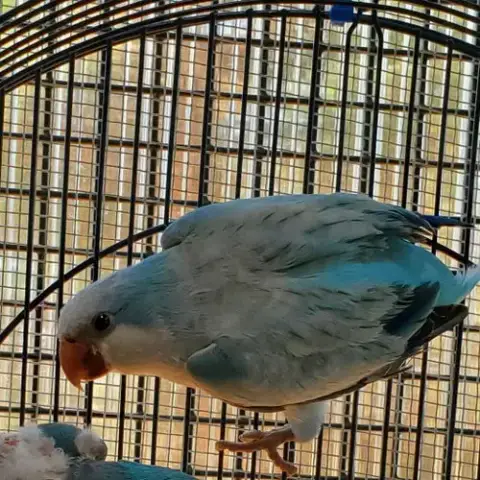 Seamus