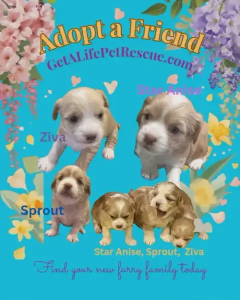 Sprout photo 4