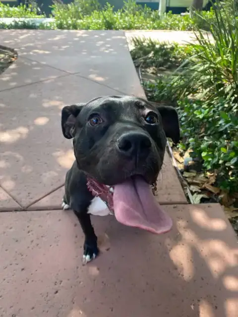 Lucy photo 2
