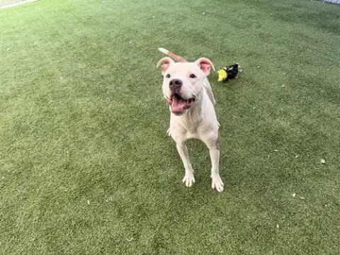 Milo