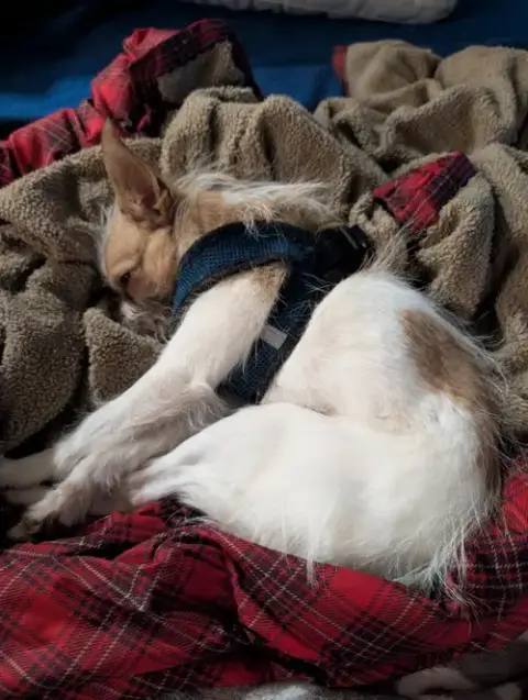Tilly photo 3
